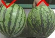 吃瓜的网蛋仔,揭秘网络“吃瓜群众”背后的真实故事