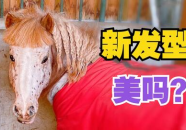 小马漫漫 网红吃瓜,揭秘网红吃瓜背后的故事