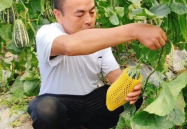 网暴吃瓜爆料吃瓜