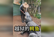 鳄鱼小姐姐新号,探索神秘魅力，开启精彩旅程